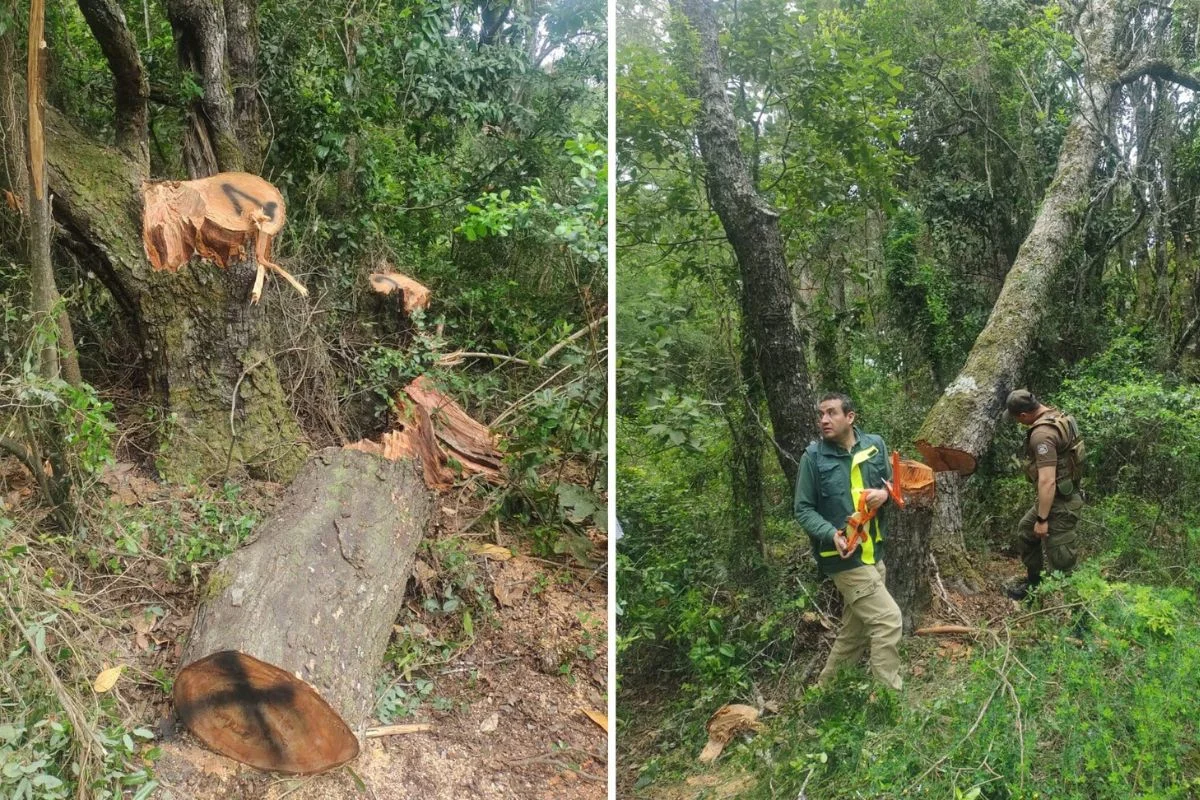Talaron ilegalmente 29 árboles nativos y dañaron vegetación del Parque Nacional Nonguén: Conaf denuncia delito ambiental