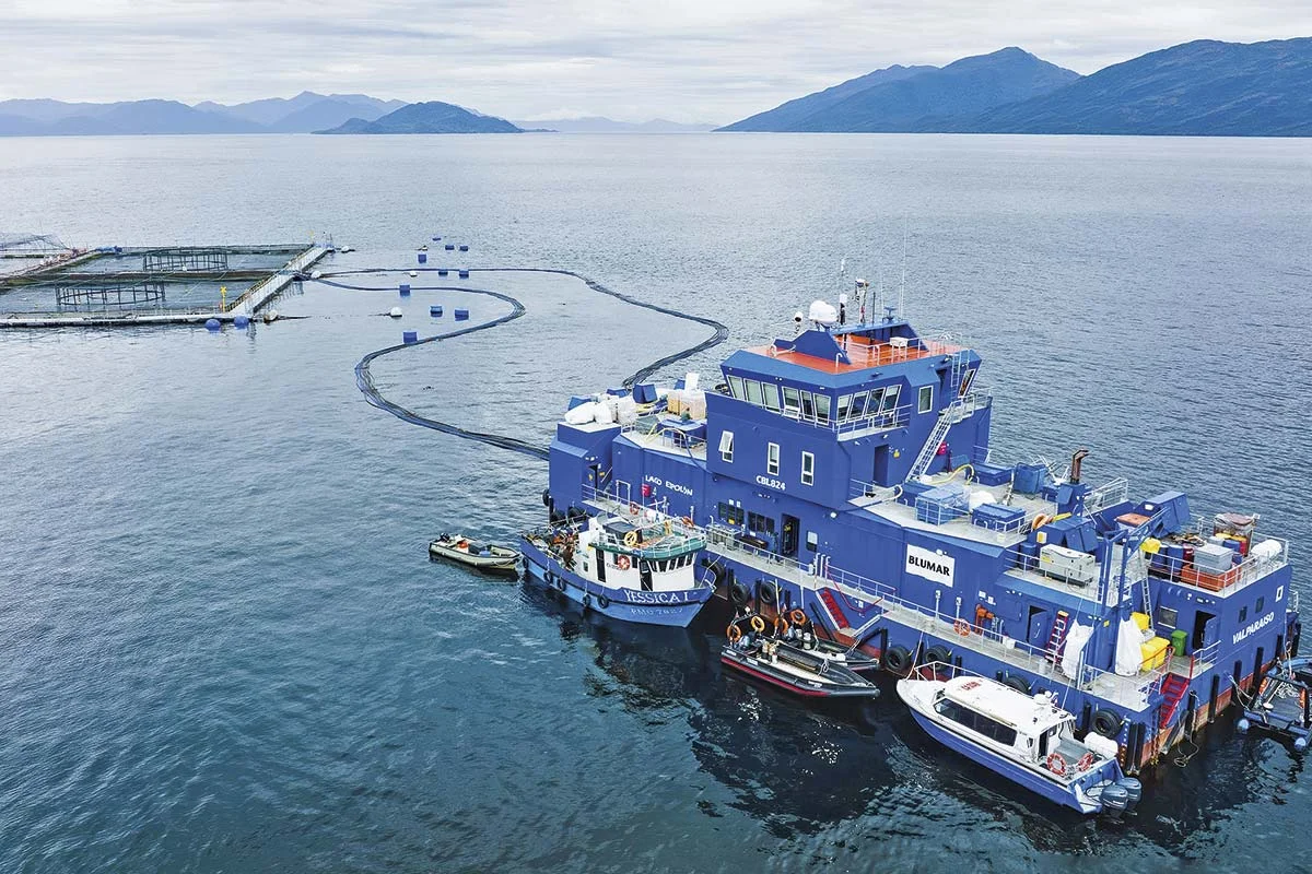 Millonaria multa a Blumar, vinculada al caso 'Bruma', por falsear información a Sernapesca sobre estado de sus salmones