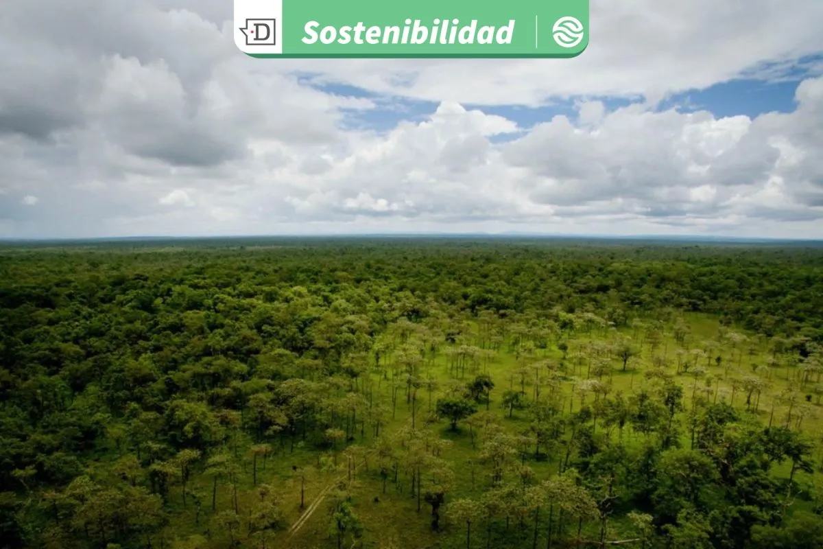 COP30 en la amazonía brasileña: Chile inicia su participación con agenda enfocada en mercados de carbono y género