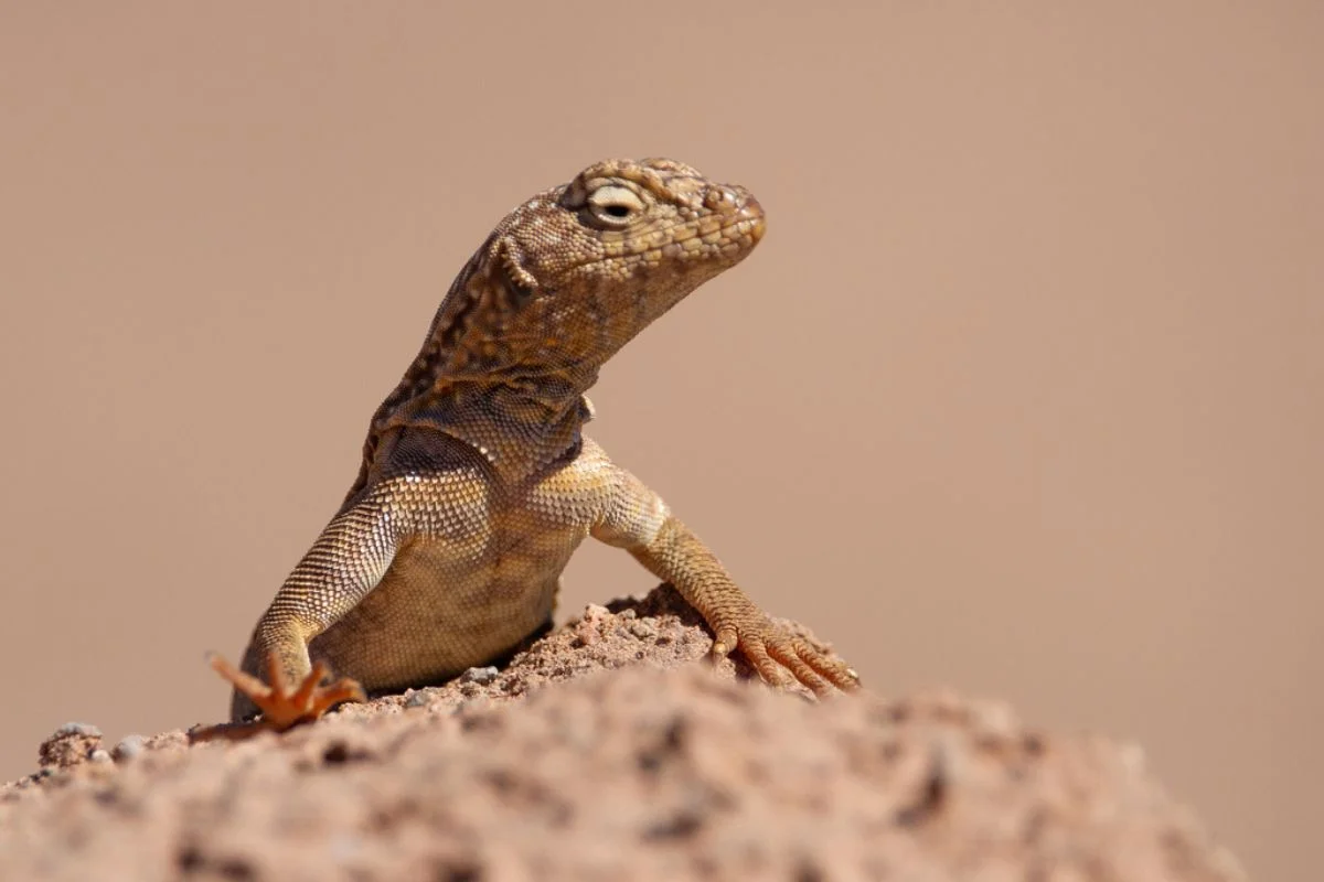 Proyecto solar en Arica amenaza al lagarto corredor de Pica: SMA formula 3 cargos contra Las Chilcas Solar