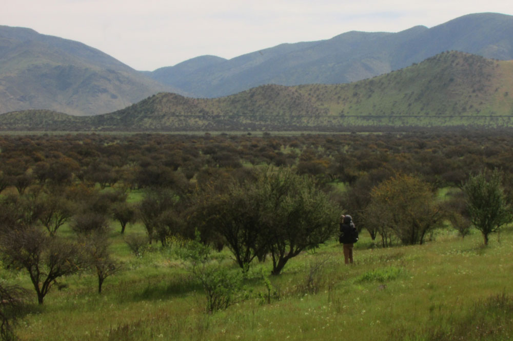 Vida silvestre del Cordón Lo Aguirre en Pudahuel-Maipú es amenazada por proyectos energéticos y viales
