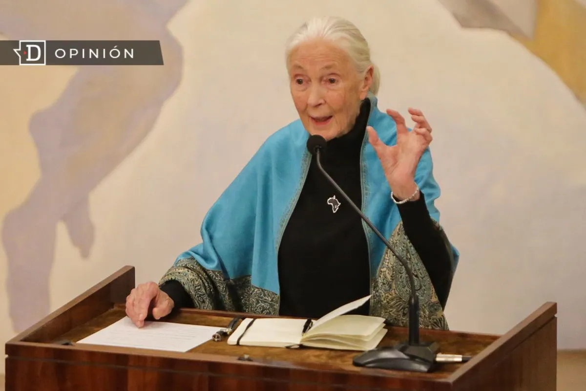 “Mientras estemos vivos debemos amar lo más que podamos”: Jane Goodall, otra ciencia fue posible y otro mundo aún lo es