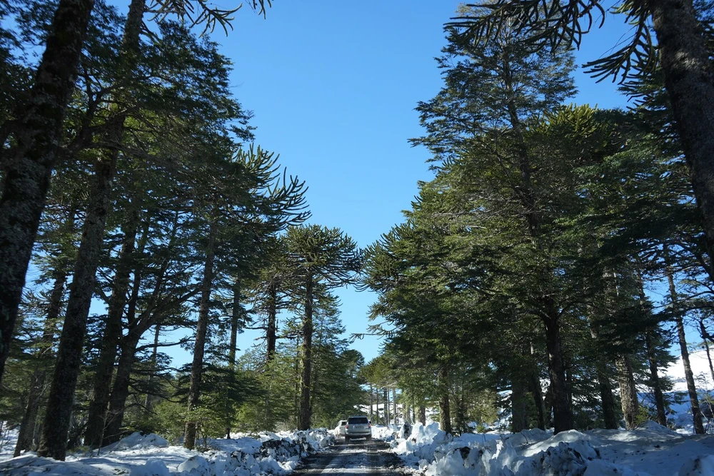 Una COP30 centrada en los bosques y el clima: El llamado de Greenpeace para generar un plan global histórico