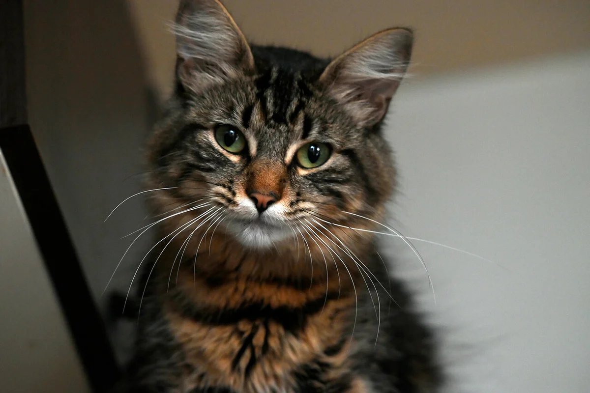 Chilenos y sus mascotas: Cada cuánto los llevan al veterinario y cuánto gastan en promedio al mes