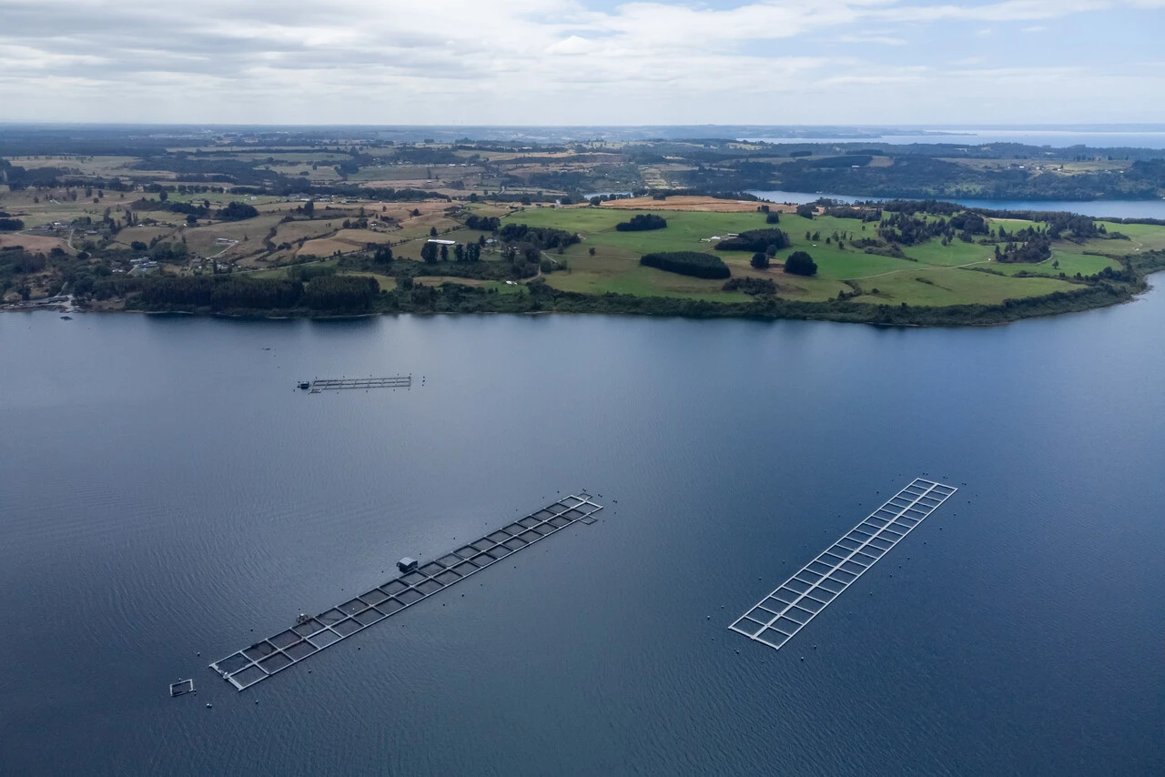 La prohibición de exportación de Rusia contra salmoneras chilenas por incumplimientos sanitarios: Están en zonas protegidas