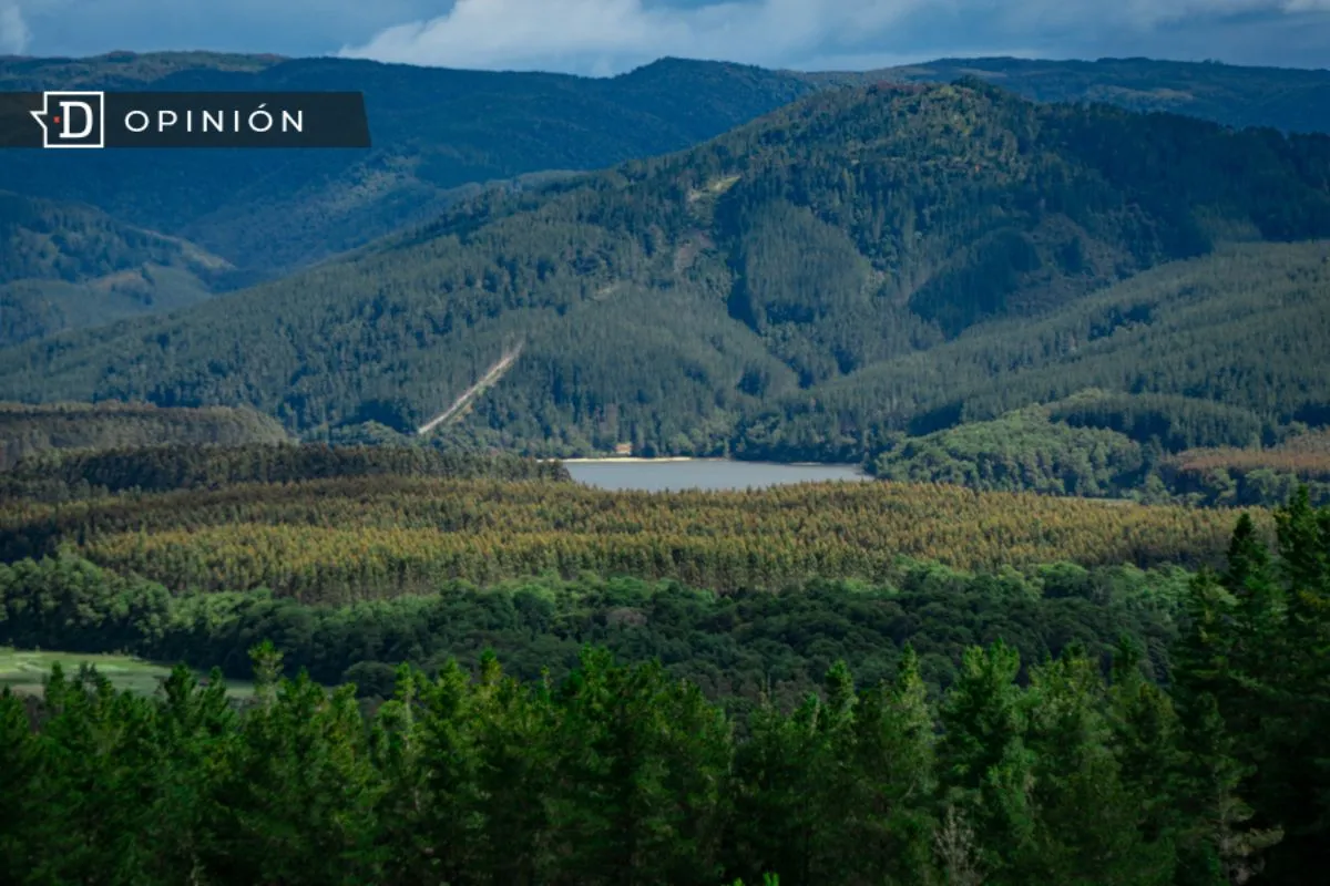 Chile necesita un nuevo modelo forestal: Un tema de seguridad nacional