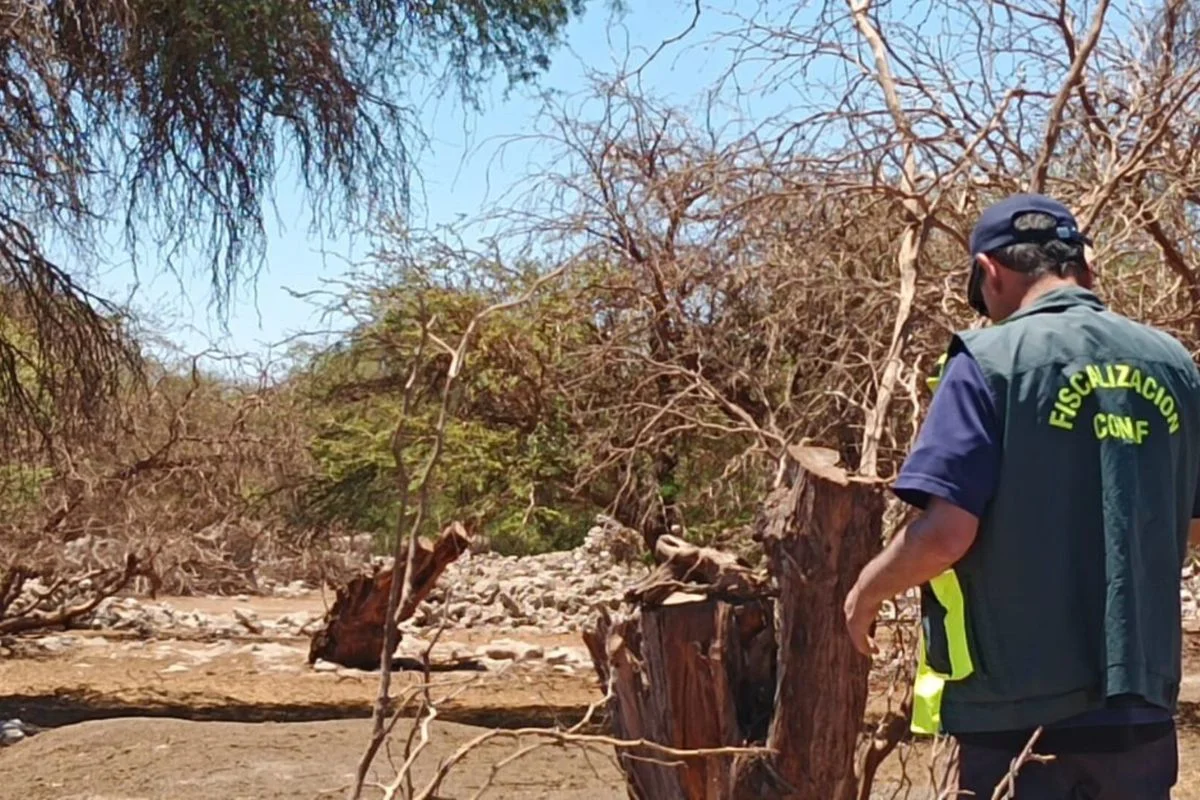 Denuncian tala ilegal de algarrobos y queñuas en 2 zonas protegidas de Tarapacá y aplastamiento de plantas acuáticas