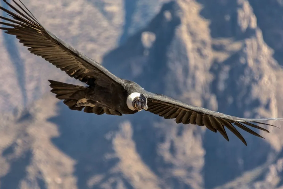 Parque Eólico La Estrella en O’Higgins enfrenta 2 cargos por muerte de 4 cóndores: Aves colisionaron con aerogeneradores