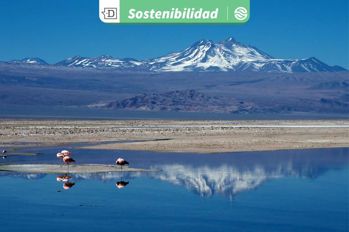 Estrategia Nacional del Litio: Aprueban red de salares protegidos para el resguardo de 10 ecosistemas en Atacama