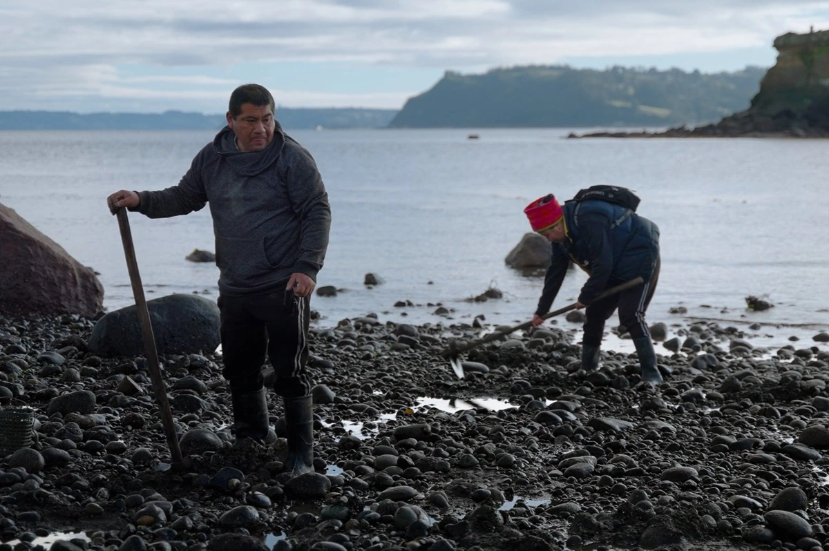 Serie documental muestra cómo se transformó Chiloé con las salmoneras y relata las sombras del crecimiento económico