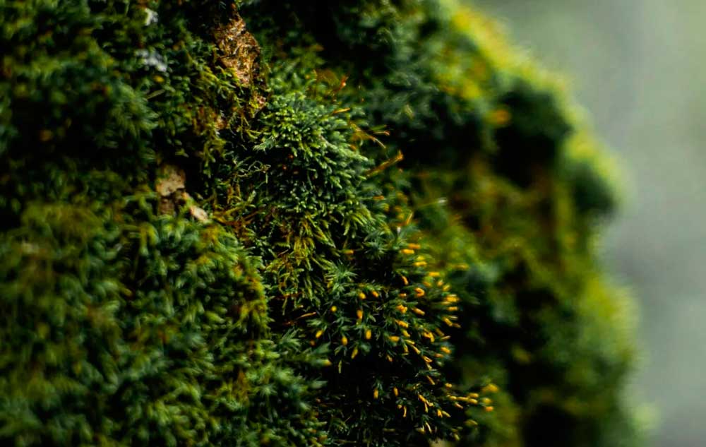 El musgo demuestra su súper resistencia: Sobrevive 9 meses en el espacio