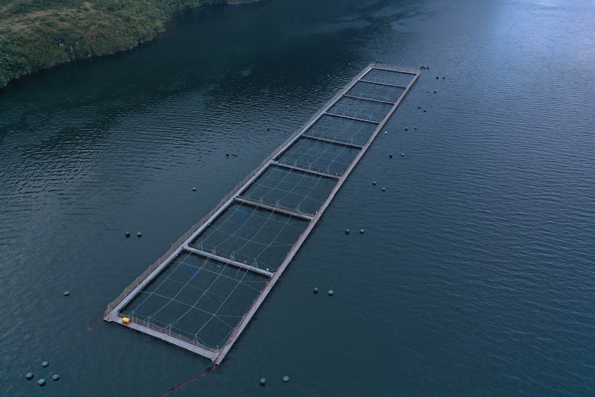 Muestran cómo las salmoneras se expanden en parques y reservas nacionales: Más de 300 concesiones activas en áreas protegidas