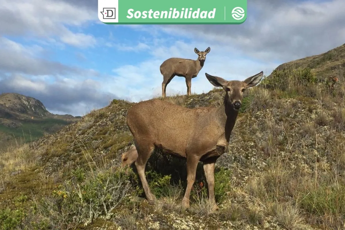 Planificación regional frente al cambio climático: Coyhaique se alista para conversaciones sobre ecosistemas y soluciones