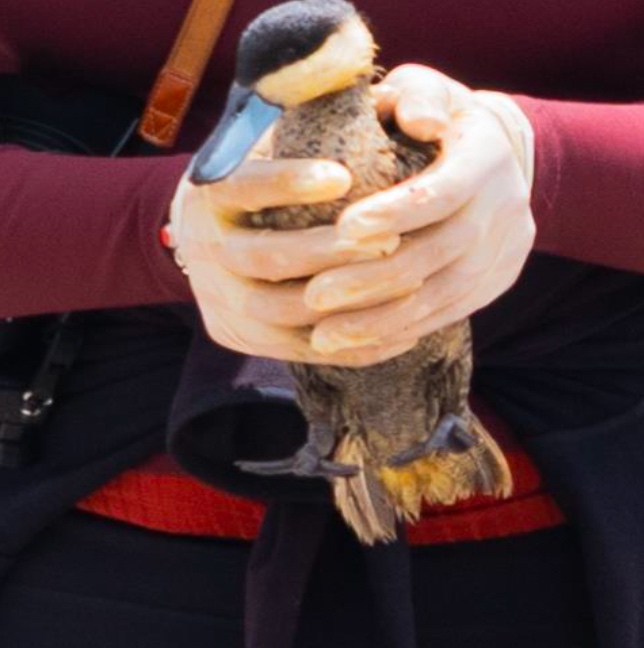 Ave afectada por derrame Lago Chungará