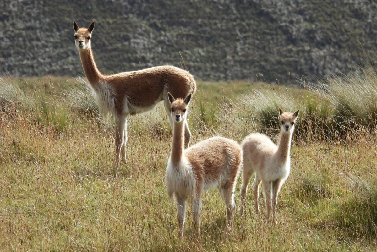 Vicuñas con sarna: Enfermedad contagiada por llamas y alpacas domésticas amenaza camélidos silvestres en la Patagonia