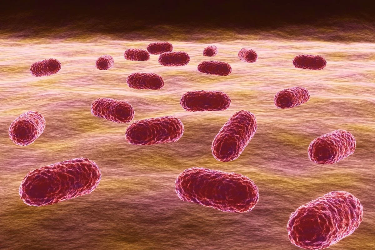 La peligrosa bacteria que 