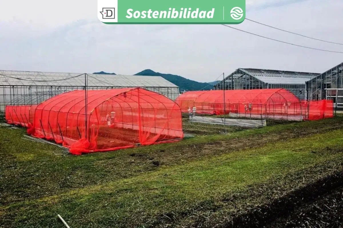 Redes agrícolas rojas: El innovador método japonés que disminuye hasta 50% el uso de pesticidas en cultivos