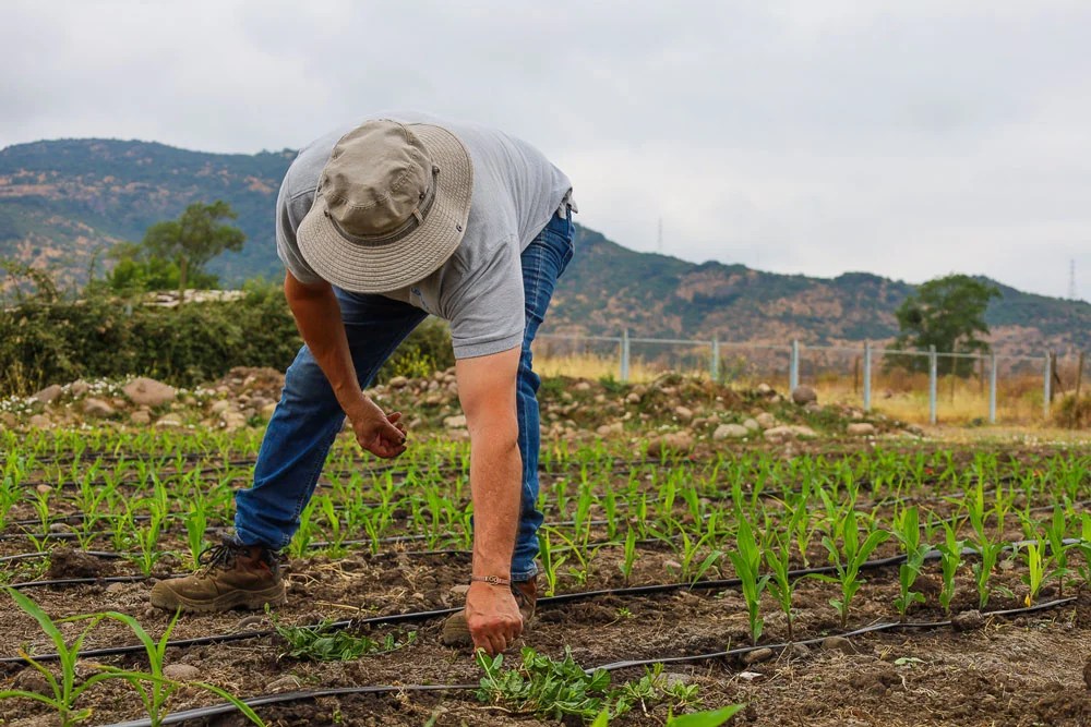 Las nuevas estrategias que se implementan en Chile para reducir el uso de fertilizantes en maíz