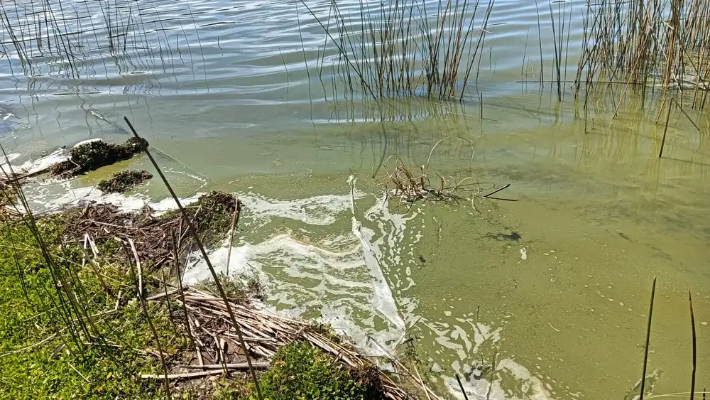 Contaminación en el Lago Vichuquén: Agua verde y muertes de mascotas lleva a Fiscalía a abrir investigación penal