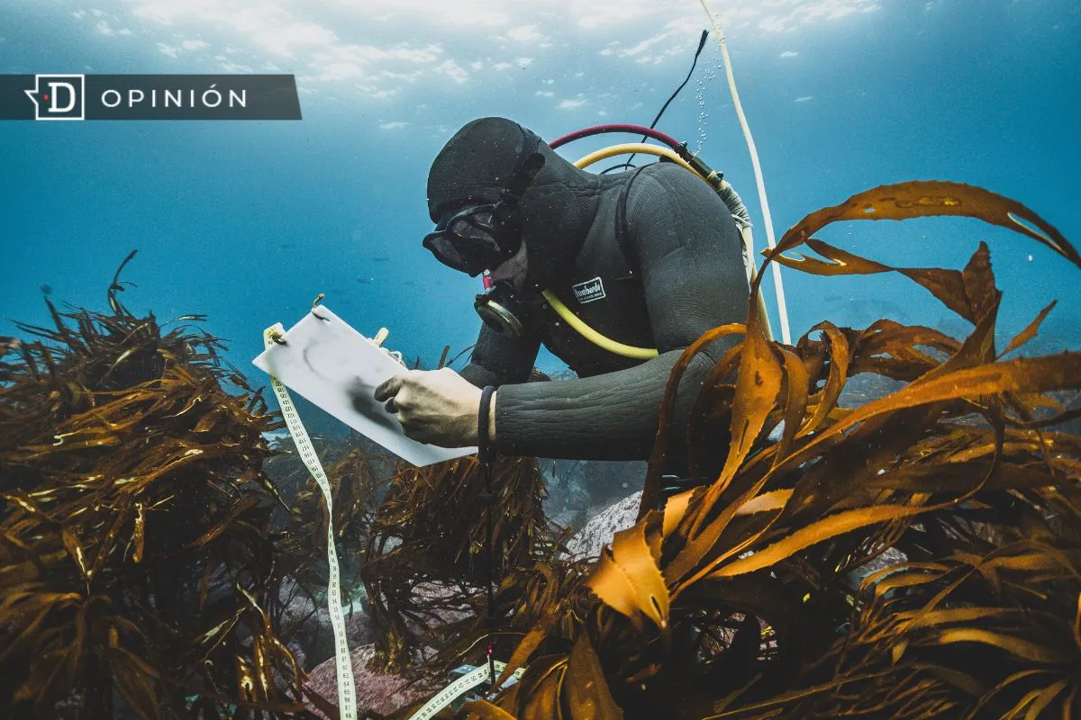 Refugios Marinos: La oportunidad de oro para activar los nuevos incentivos para la conservación comunitaria en Chile