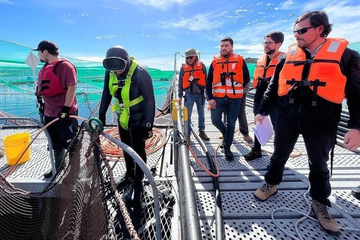 Buzos con los huesos corroídos: El otro costo humano de la industria salmonera