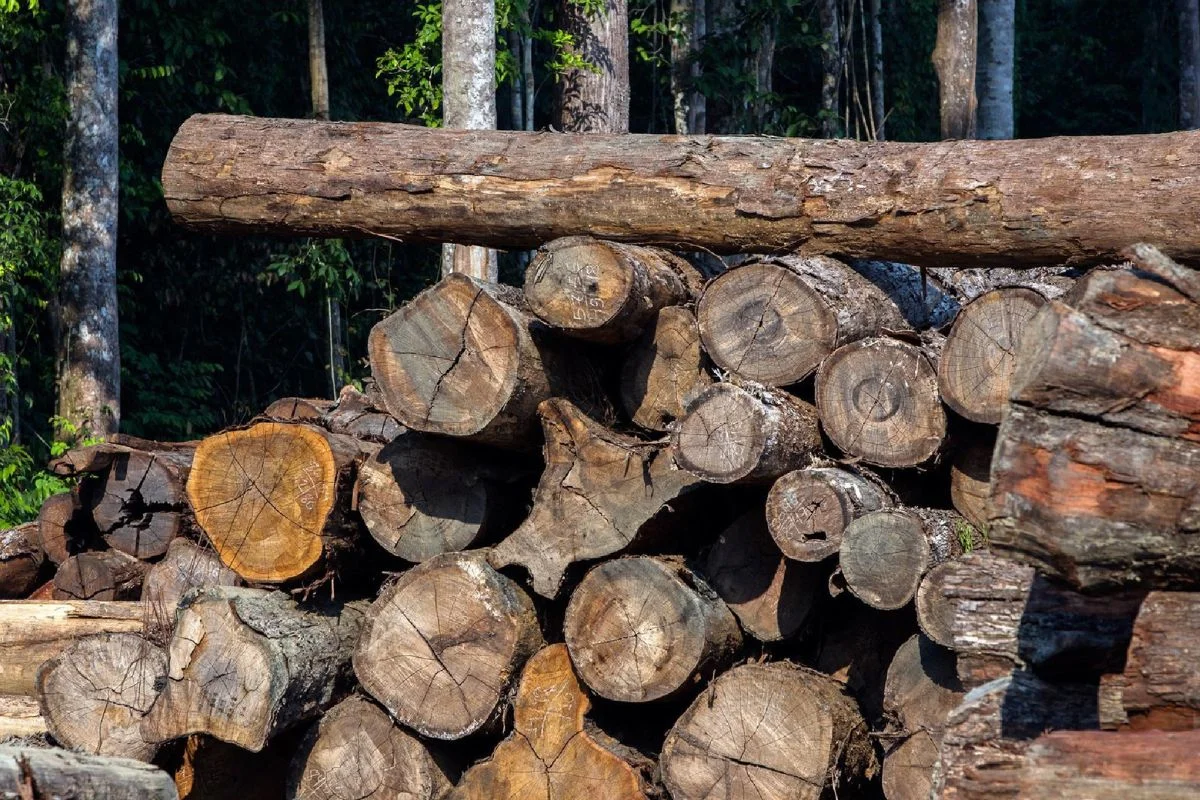 Revelan tala ilegal de 162 árboles en predio fiscal y transporte de madera en barcaza municipal sin autorización en Tortel