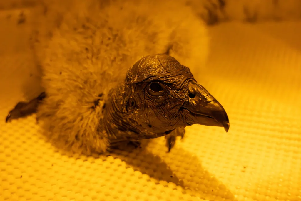 Nacen primeros cóndores por incubación artifical: Método da esperanza para salvar a especie de la extinción