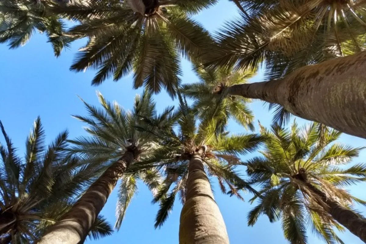 Palma chilena, la más austral del mundo, obtiene la mayor protección a nivel mundial de CITES tras reducción de ejemplares