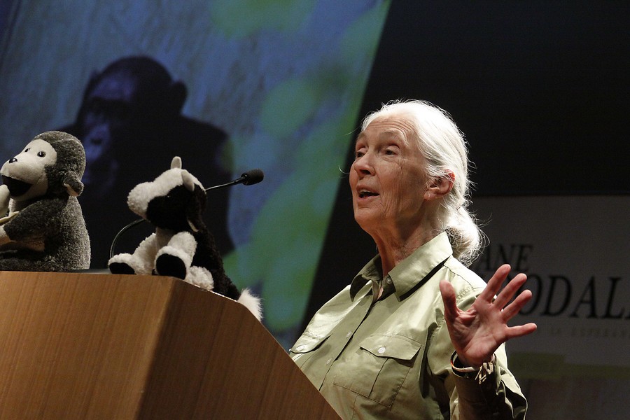 Jane Goodall: Supertestrella ambiental que será Honoris Causa de la Chile defiende la fauna chilena