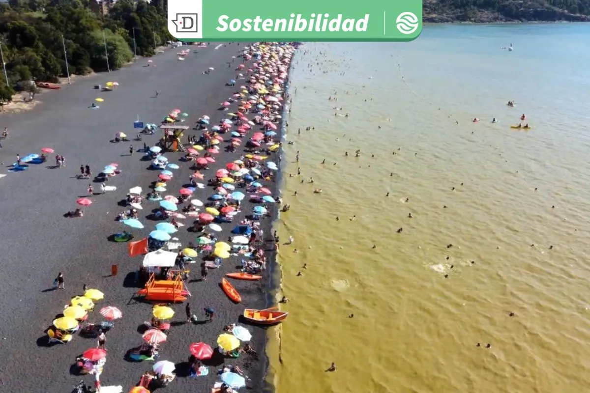 Algas tóxicas podrían afectar el sistema nervioso central: Experto advierte riesgo para bañistas en Lago Villarrica
