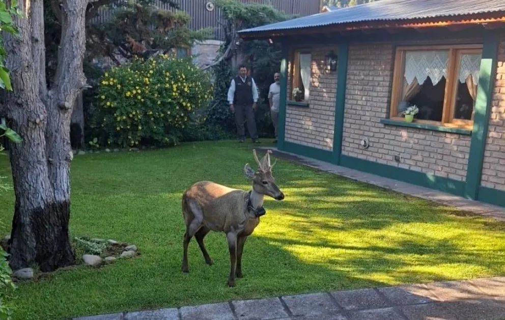 Huemul chileno cruzó a Argentina y está paseando por los barrios de San Martín: Piden mantener las mascotas atadas