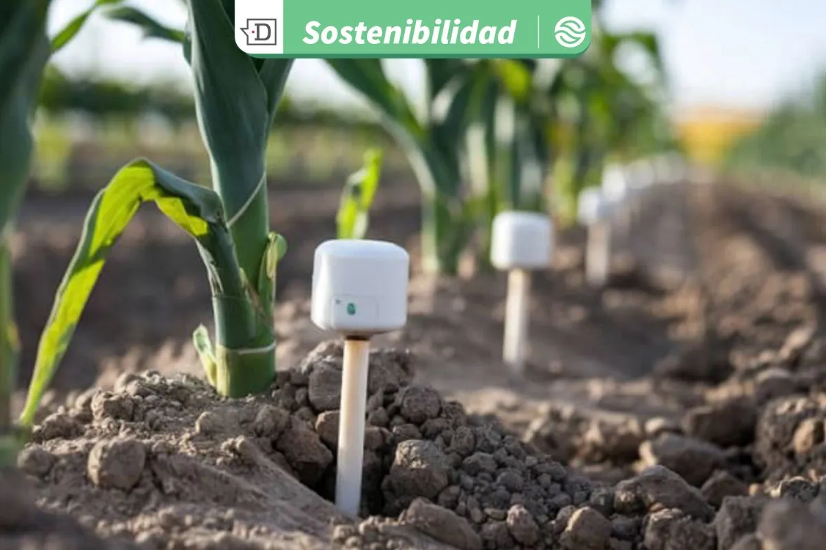 Paula Hevia, Chile GBC: 