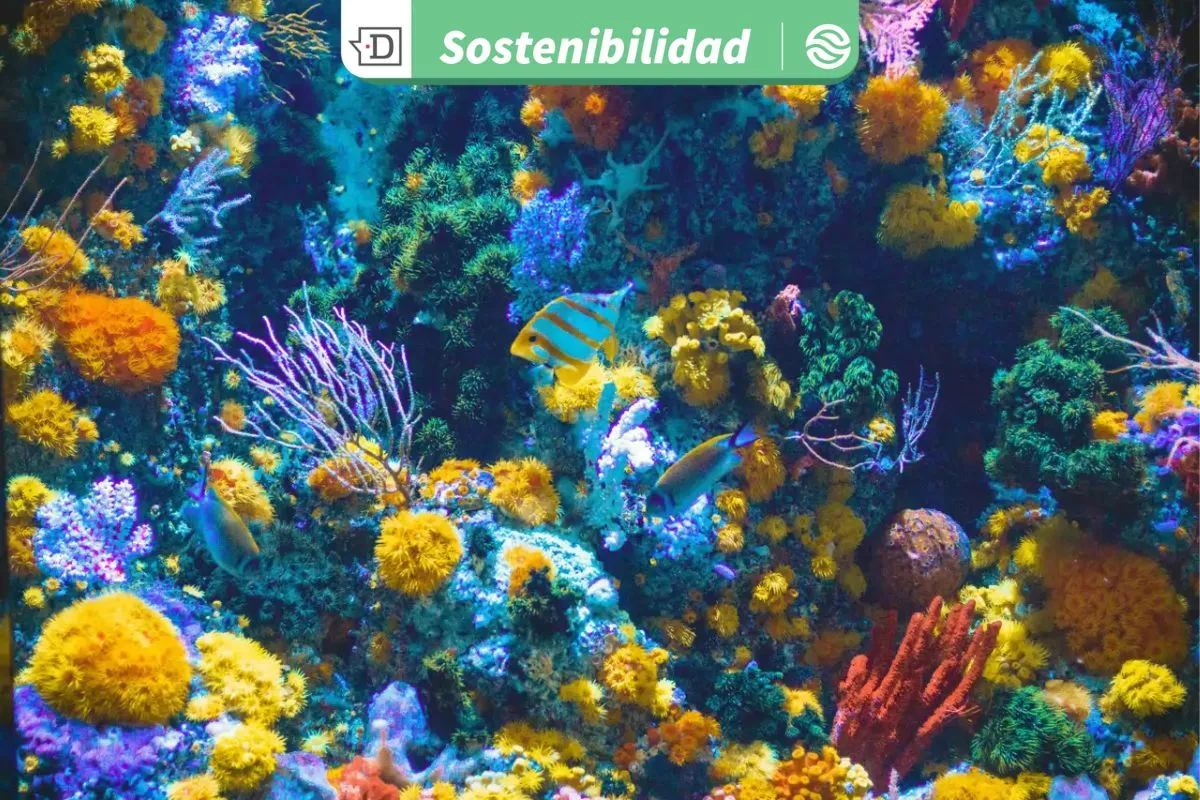 Tecnología al servicio de la biodiversidad: Robots marinos con IA plantan corales para salvar el Gran Arrecife de Australia