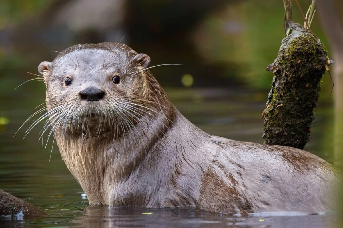 Chile aprueba plan para proteger al huillín, nativo del sur, durante los próximos 15 años: Está en peligro de extinción