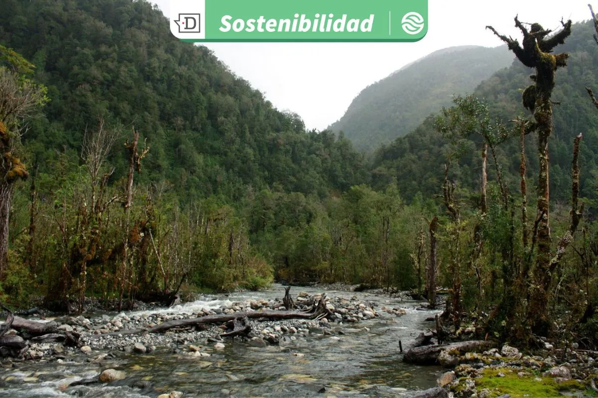 Mercados de carbono: “Aysén es un tesoro en términos de sumideros de bosques de CO2 y se requieren recursos para mantenerlos