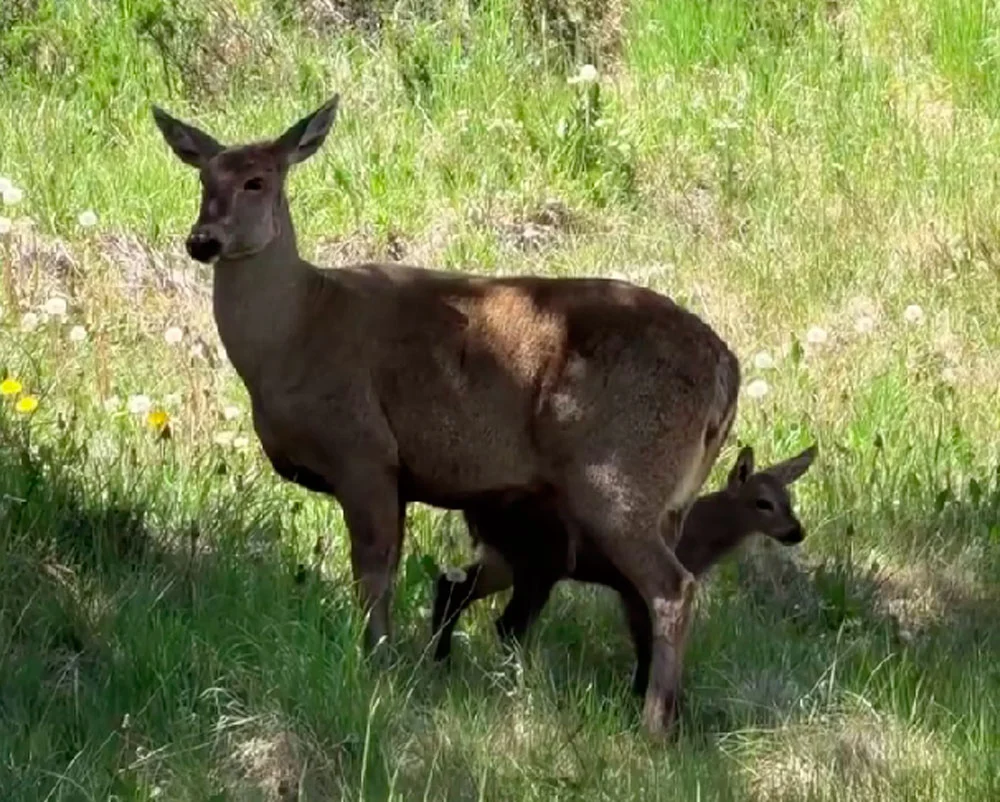 VIDEO| El registro de un huemul y su juguetona cría que enternece las redes sociales