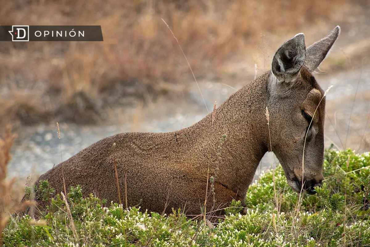 Dispersión forzada y ausencia de planificación metapoblacional en la conservación del huemul