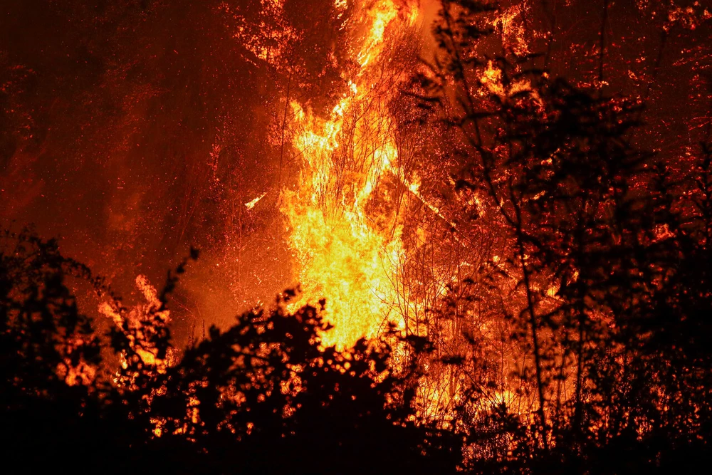 Incendio forestal en Pichidegua supera las 100 hectáreas quemadas y mantiene con Alerta Roja a la zona