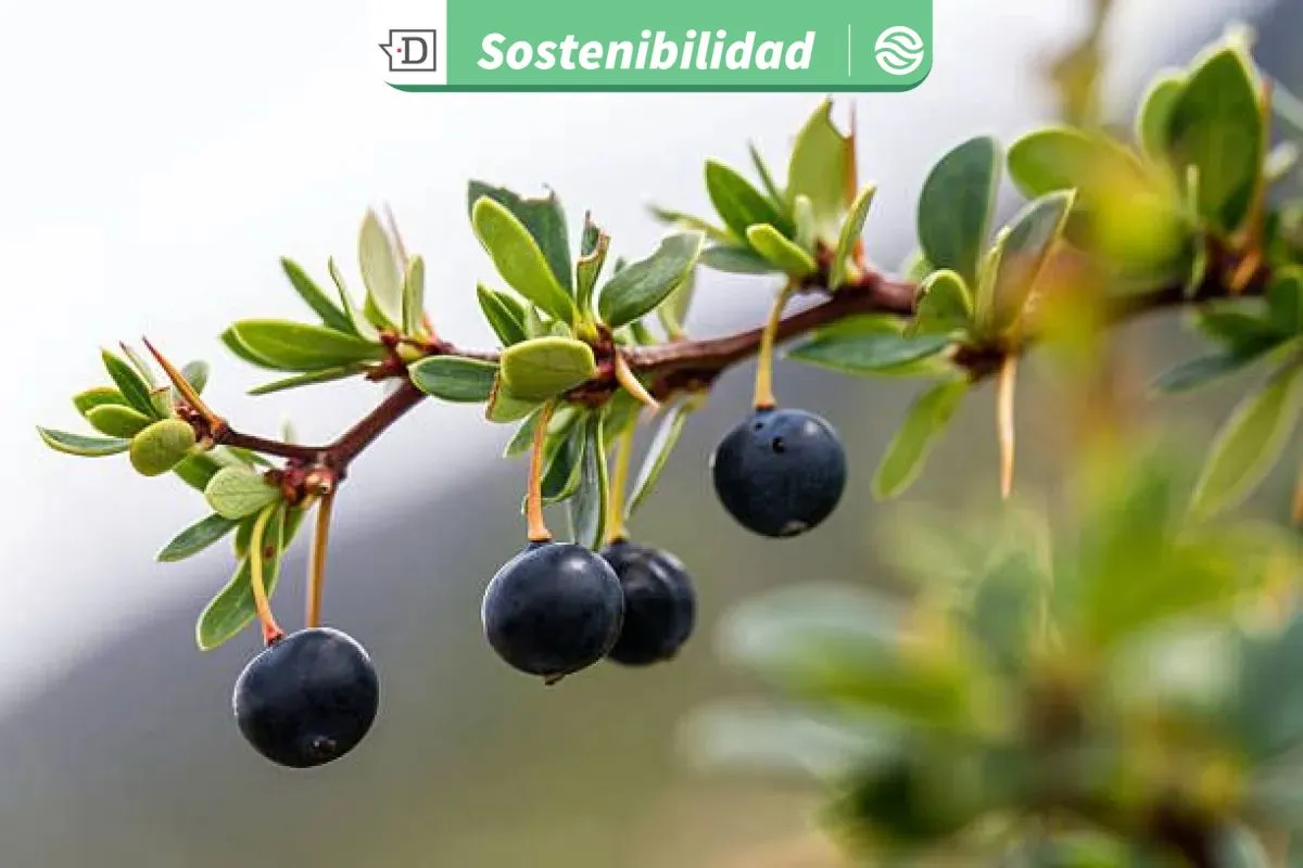 La cara desconocida del calafate: Científicos encuentran potentes propiedades antioxidantes en residuos del fruto