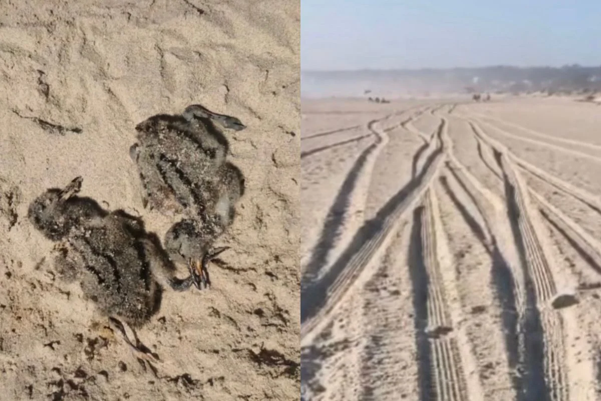 Cuatro crías de pilpilén arrolladas por un auto en El Tabo: Cómo denunciar el ingreso de vehículos a las playas