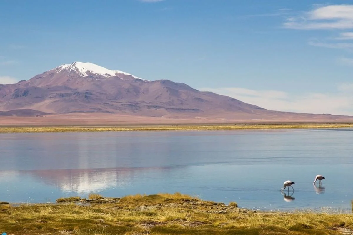 Los hitos medioambientales de Chile 2025 en biodiversidad, salares, áreas protegidas, finanzas verdes y área marina