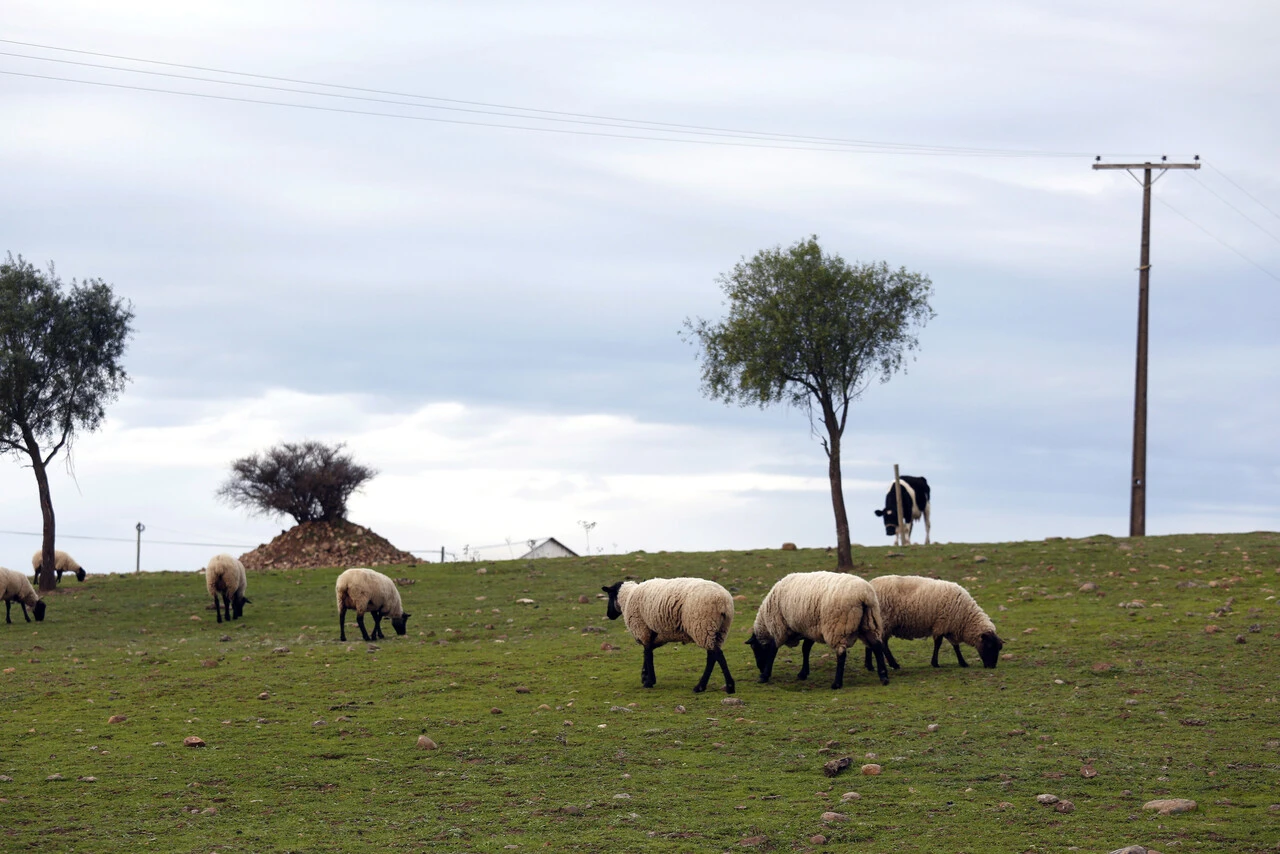 Año Internacional de los Pastizales y los Pastores: Qué significa y qué importancia tienen contra el cambio climático
