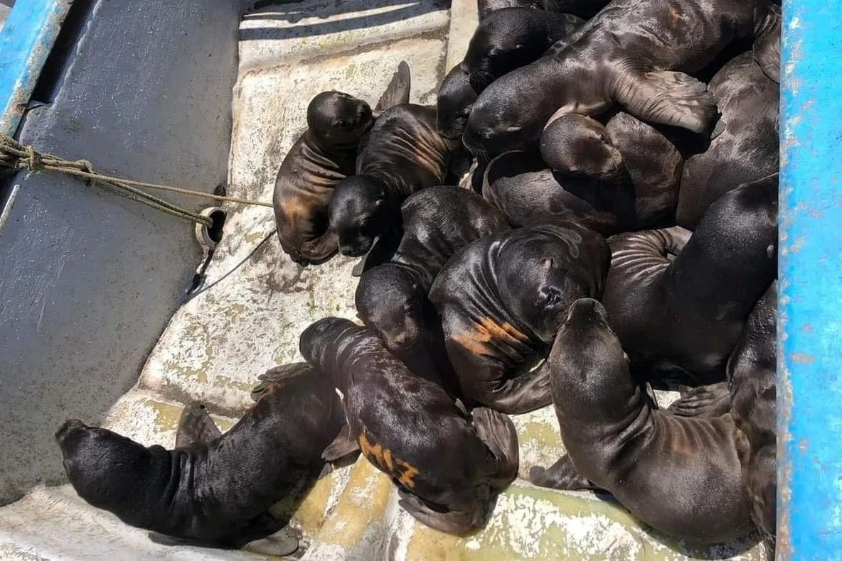 Lobos marinos rescatados de un varamiento en Cobquecura.