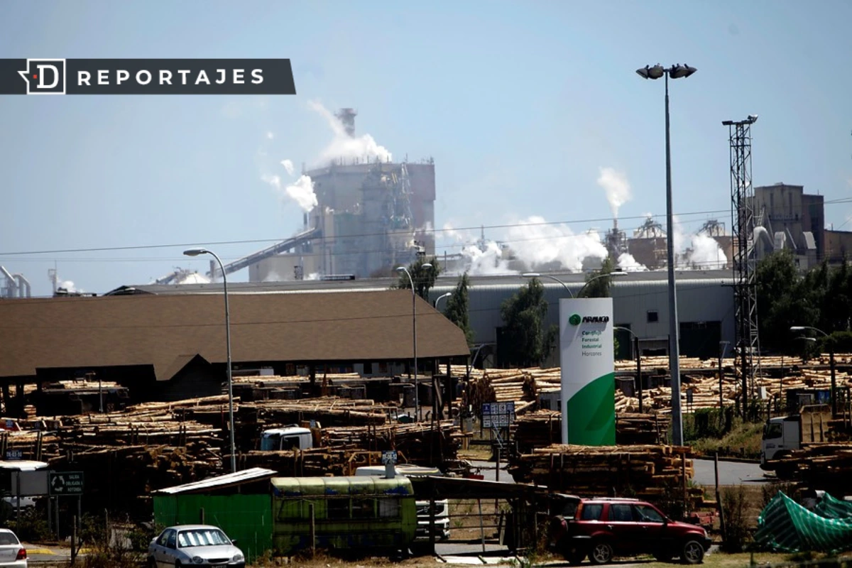 CDE demanda a Forestal Arauco por la extracción de 337 araucarias protegidas y exige medidas de reparación