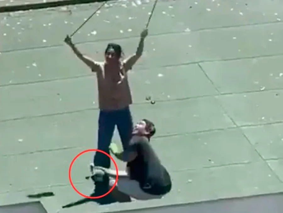 Detienen a pareja que lanzó crías de gaviota al vacío en Maitencillo: Justicia los deja en libertad