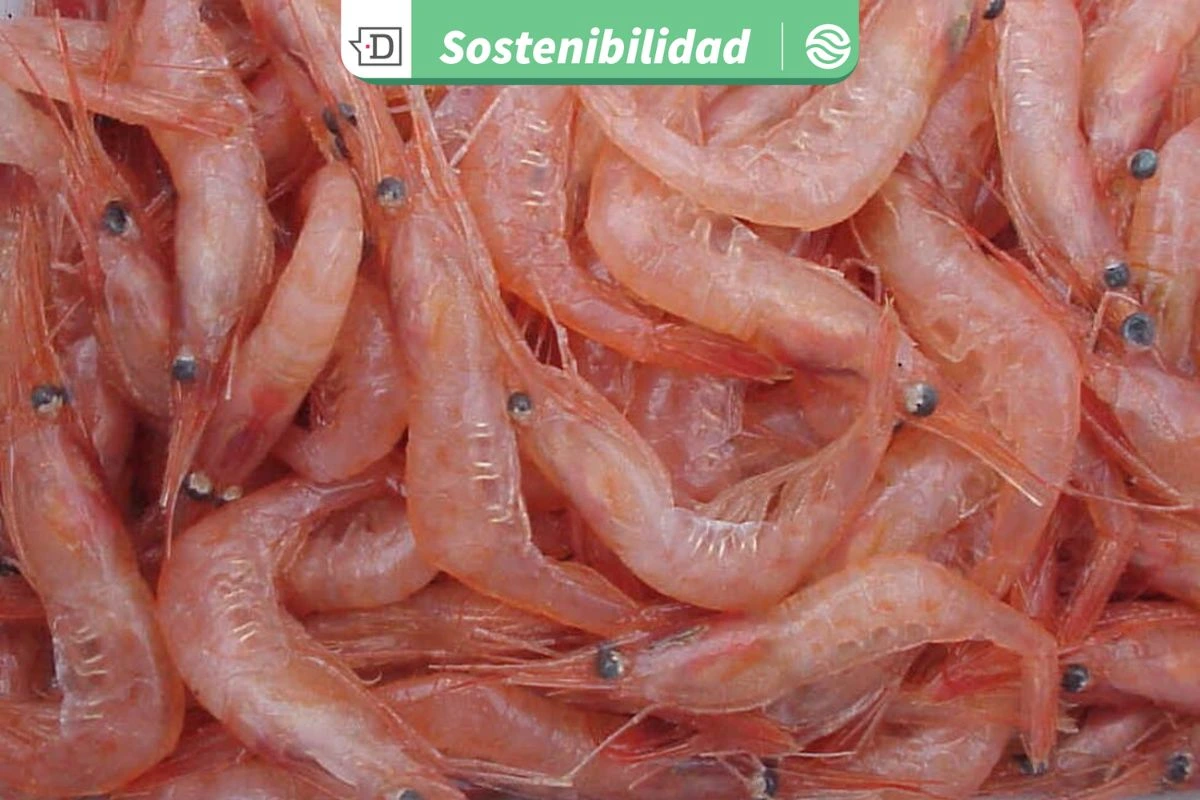 Prestigiosa revista destaca a académico chileno por publicación sobre el quitosano, biopolímero derivado de recursos marinos