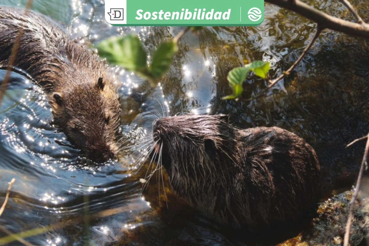 Contaminación en ríos por desecho de medicamentos genera bacterias con resistencia antimicrobiana, advierte experto UCSC