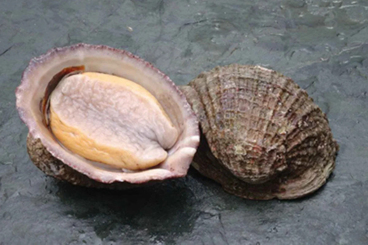 ¿Por qué el loco permanece en veda?: La historia de sobreexplotación detrás de una medida permanente