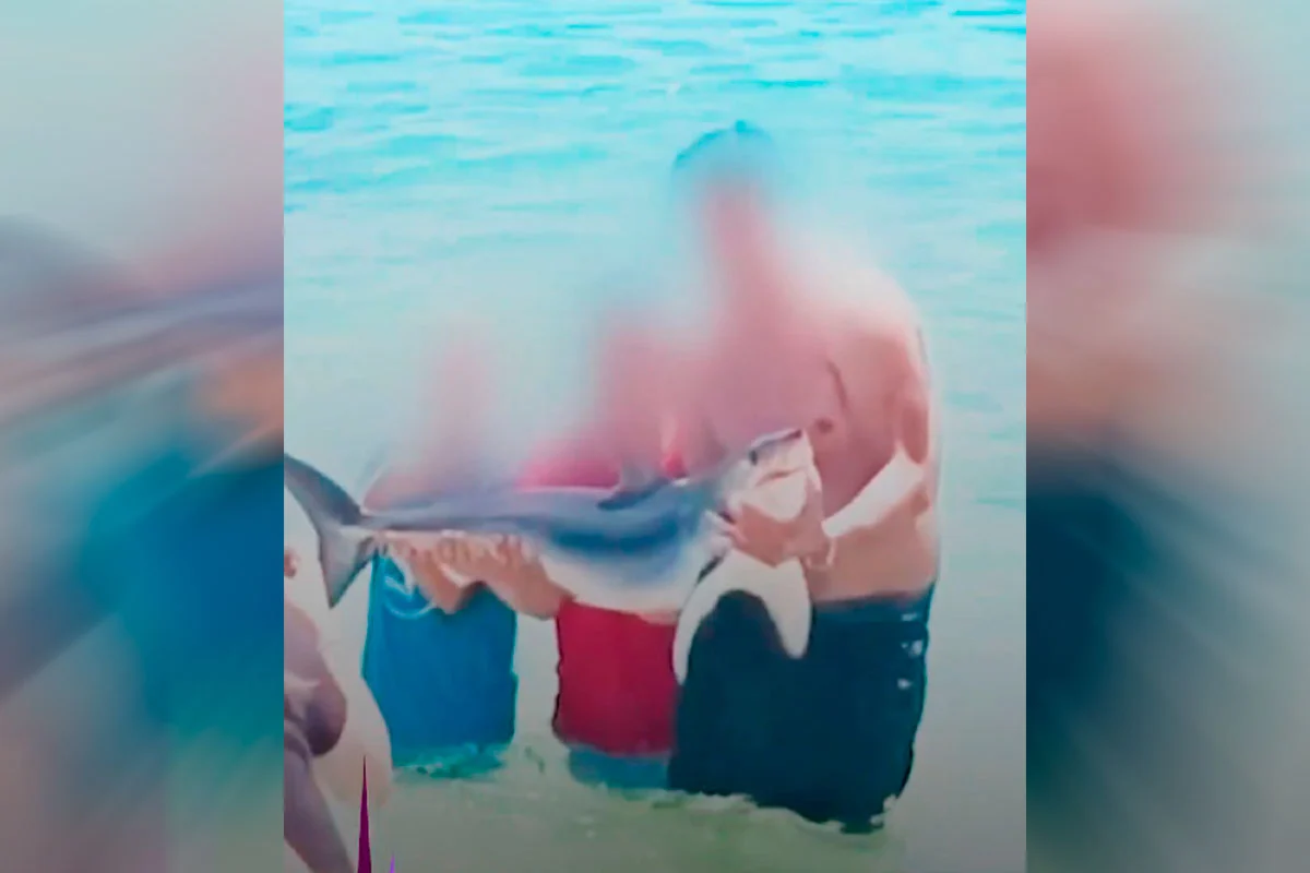 Alcalde de El Quisco anuncia querella contra turistas que sacaron tiburón del mar para sacarse selfies: Animal murió