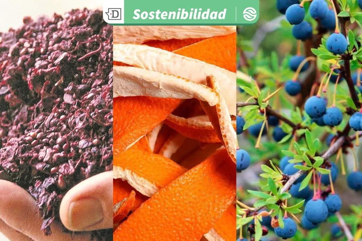 Cómo aprovechar desechos industriales que aporten a la economía circular: 3 iniciativas destacan reúso de residuos orgánicos